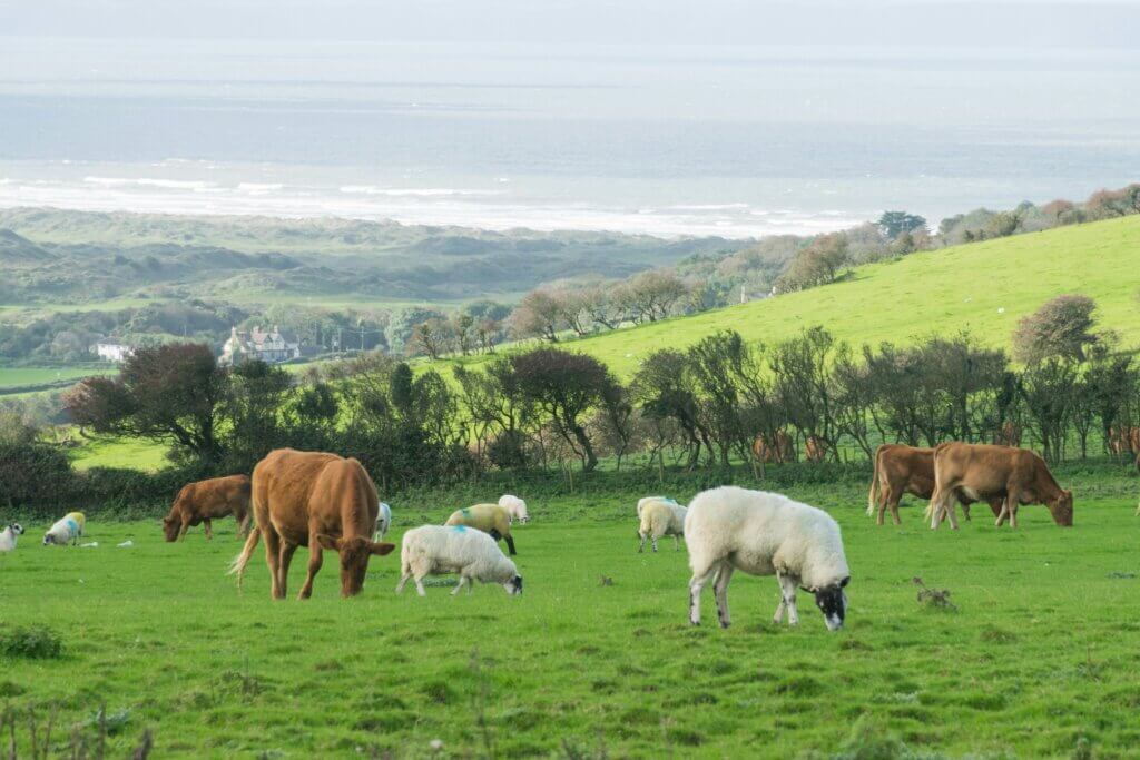 Cows and sheep grazing in a field